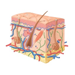 Prescrições Médicas em Dermatologia