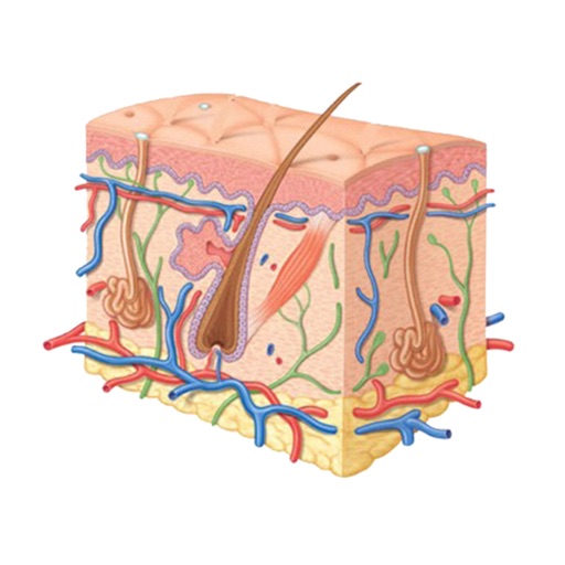 Prescrições Médicas em Dermatologia icon