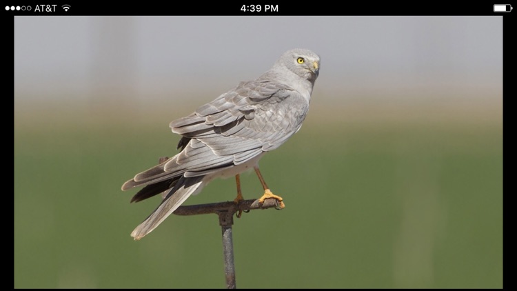 Raptor ID