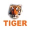 TIGER CCTV is one of the live video streams application