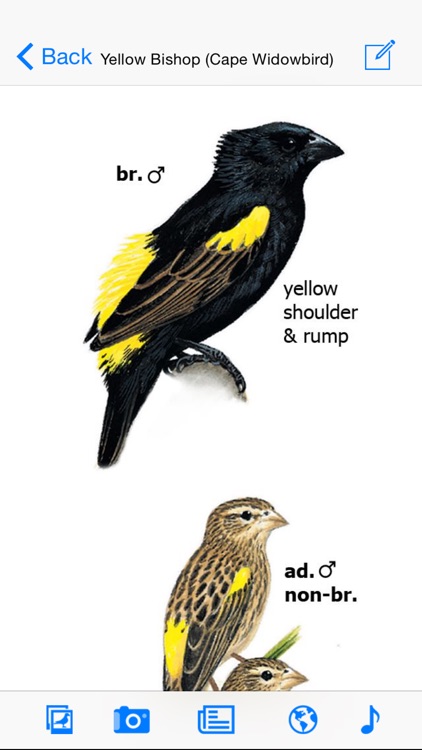 Sasol eBirds of Southern Africa