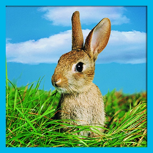 Real Wild Stray Rabbit Simulator icon