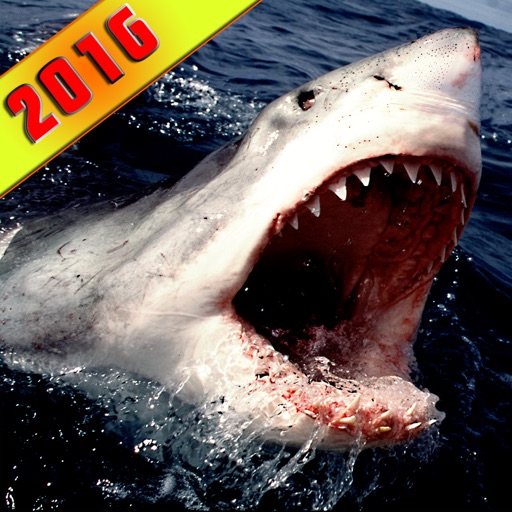 2016 Great White Shark Attack