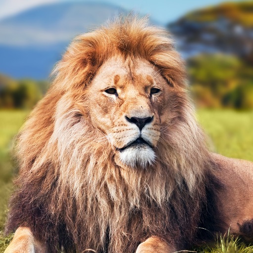 Angry Lion Attack Simulator 3D iOS App