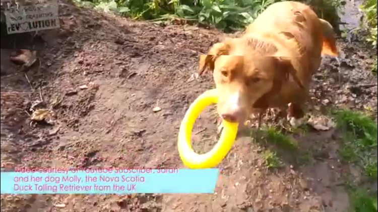 How To Train Your Dog