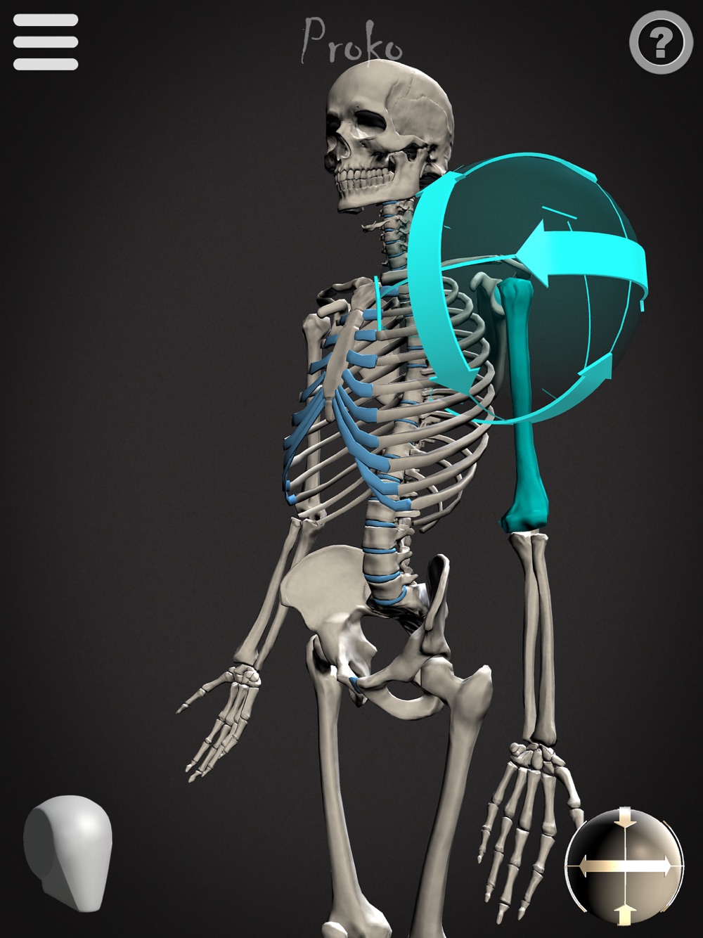 poseable anatomy model