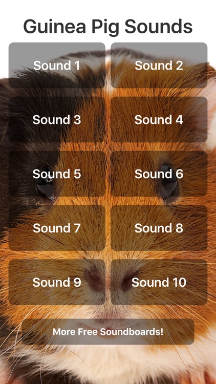 Guinea Pig Sounds