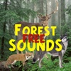 Forest Sounds Free