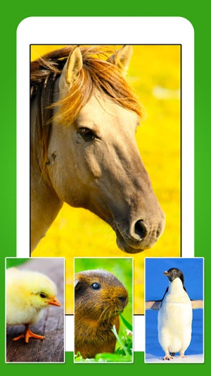 Animals - Cute Animal Wallpapers & Wild Life Backgrounds(圖4)-速報App