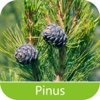 Pragas do Pinus