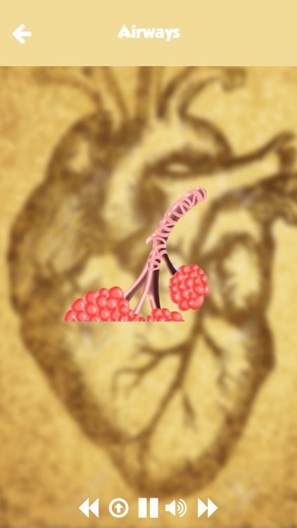 Human Body Anatomy Learning For Toddlers Practice