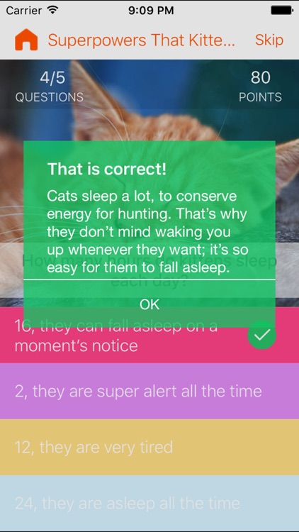 Kittens vs. You - Free Trivia and Quiz Game for Kittens of All Ages