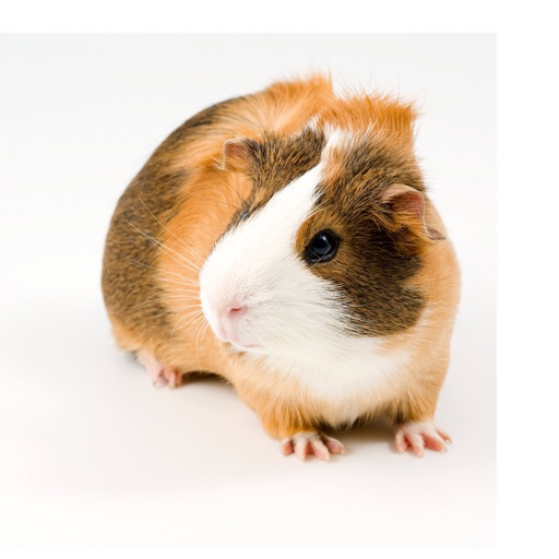 Guinea Pig Sounds - Annoy your friend with your fake pet icon