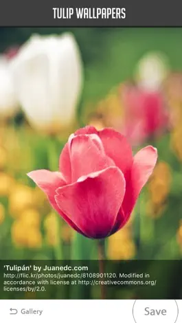 Game screenshot Tulip Wallpapers apk