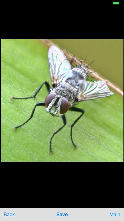Focus DOF Camera