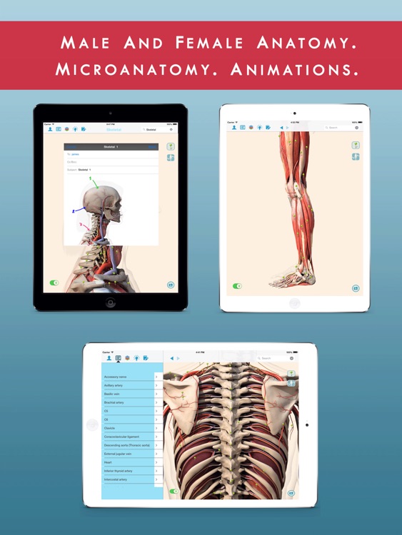 Anatomy and Physiology 3D : Anatomical Model of the Human Body