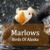 Alaska Bird Watching