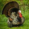 Turkey Hunting Crossing Adventure Shooter