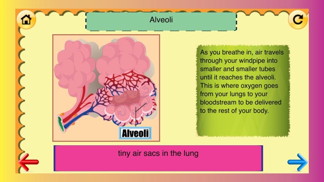 5th Grade Science Glossary # 2 : Learn and Practice Workshee(圖2)-速報App