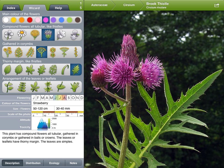 Wild Flowers HD