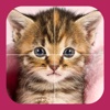 Kitten Puzzle HD