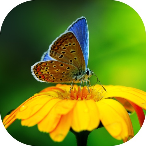 Butterfly Wallpaper HD icon