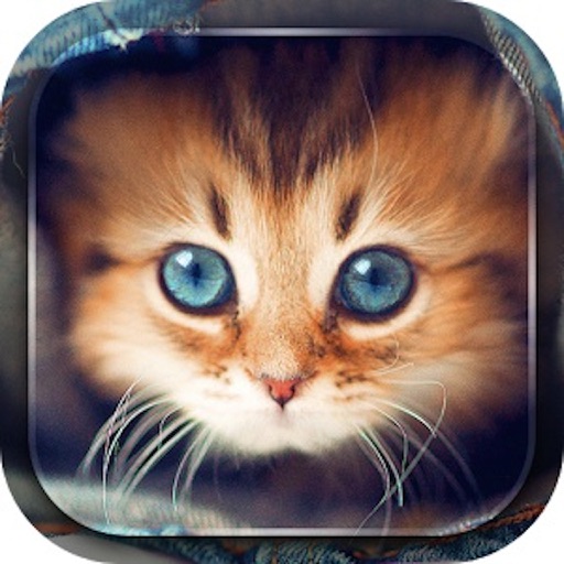 Playful Kitty’s Wool Ball Feeding Puzzle icon