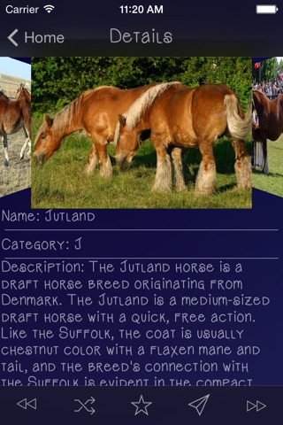 Horse Breeds Guide screenshot 2