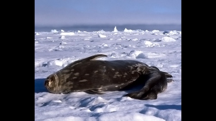 Animals Antarctica