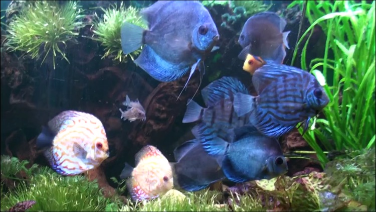 Sea Life Videos - Discover Ocean & Marine Creatures, KidVideos screenshot-4