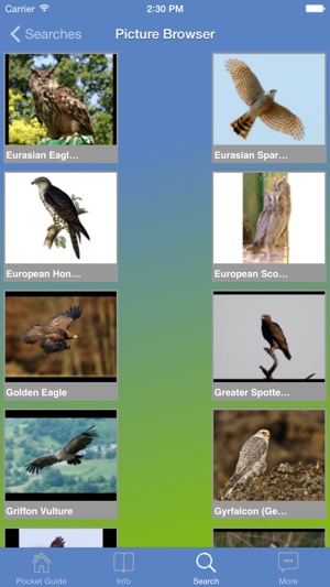 Pocket Guide UK Birds of Prey