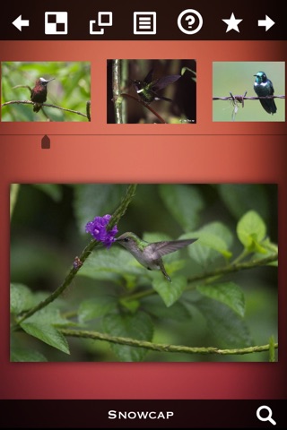 Hummingbirds Species Pro screenshot 3