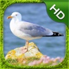 Seagull Simulator - HD