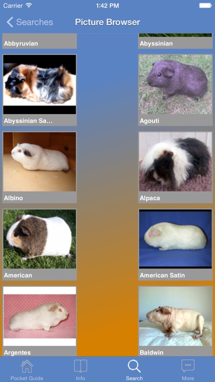 Pocket Guide Guinea Pigs