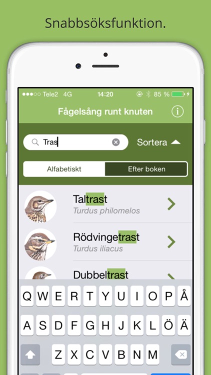 Fågelsång runt knuten