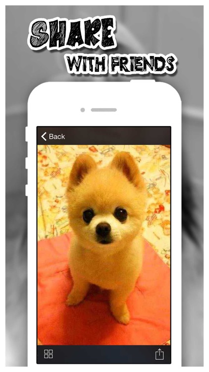 Dog Catalog HD - Photo Gallery & Wallpapers of Dog Breads FREE screenshot-4