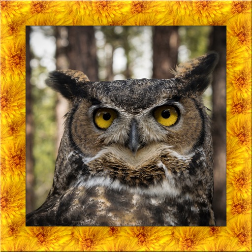 Tiger Owl Simulator iOS App