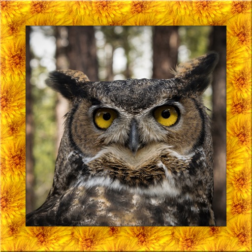 Tiger Owl Simulator icon