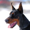 the doberman