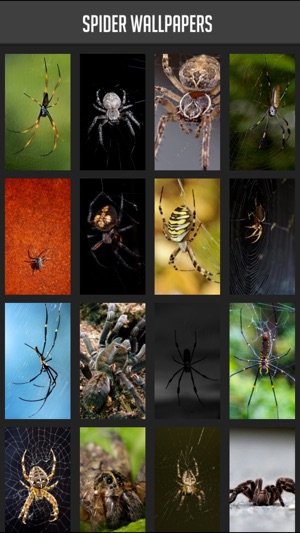 Spider Wallpapers