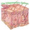 Human Biology : Integumentary System Quiz