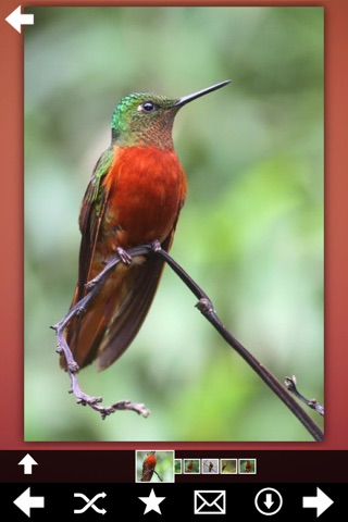 Hummingbirds Species Pro screenshot 4