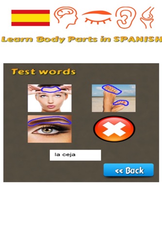 Learn Body Parts in Spanish screenshot 3
