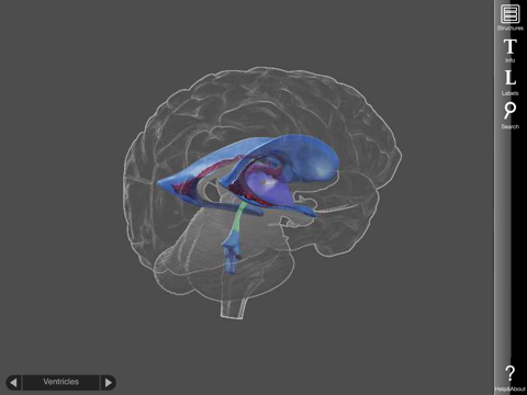 3D Brain Screenshot 4