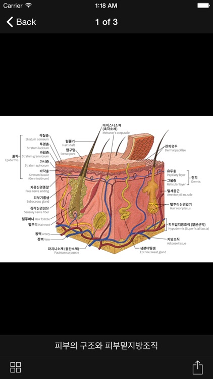 AnatoPhysiology screenshot-3