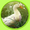 pictures of farm animals to win - free game pictures of farm animals to win - free game