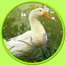 pictures of farm animals to win - free game