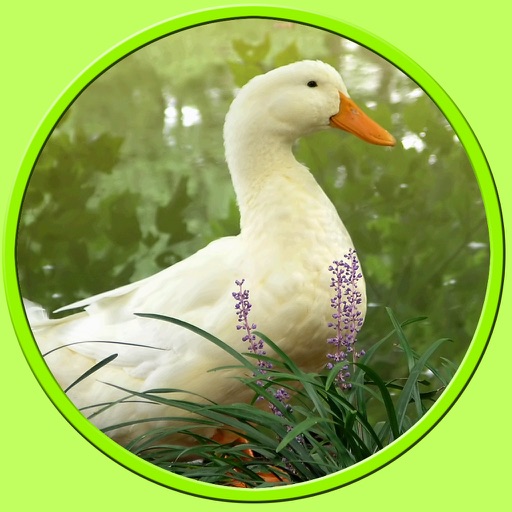 pictures of farm animals to win - free game icon