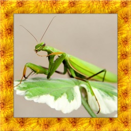 Praying Mantis Simulator