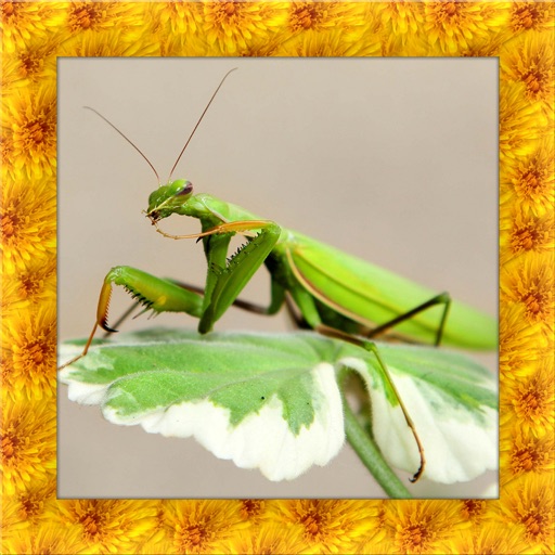 Praying Mantis Simulator icon